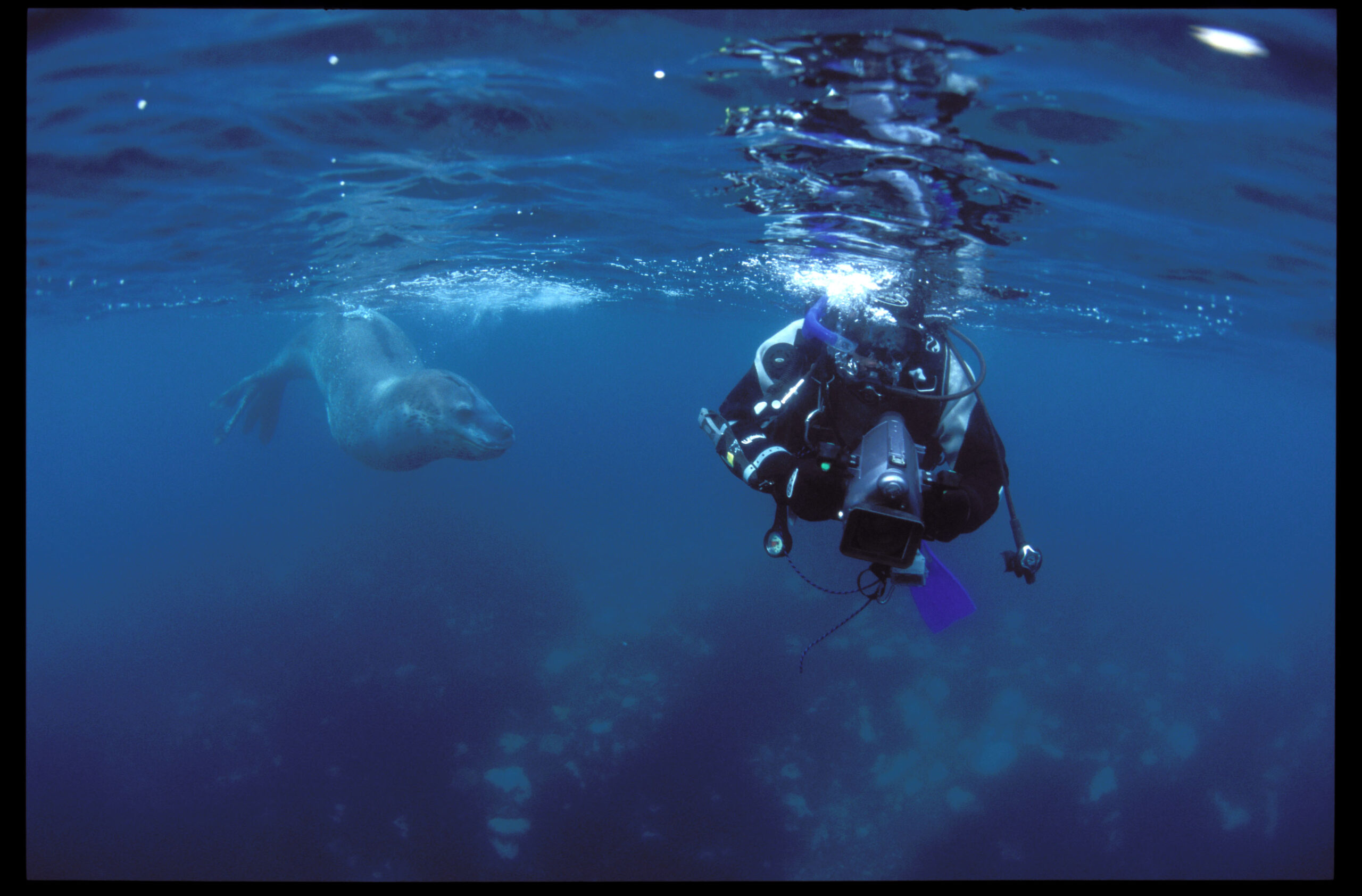 LEOPARD SEALS, LORDS OF THE ICE - Saint Thomas Productions